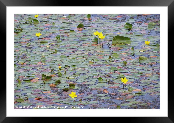 Water Lilies Framed Mounted Print by Lee Mullins