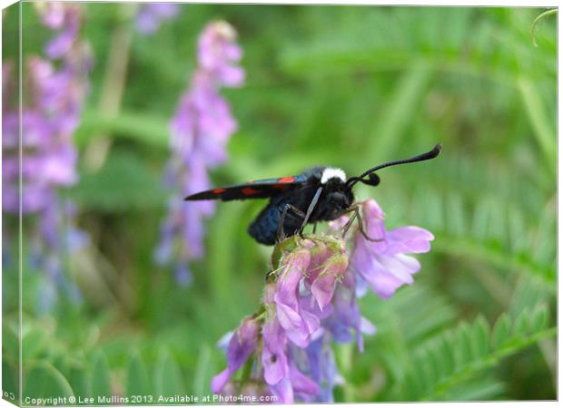 White Collared Burnet Moth Canvas Print by Lee Mullins