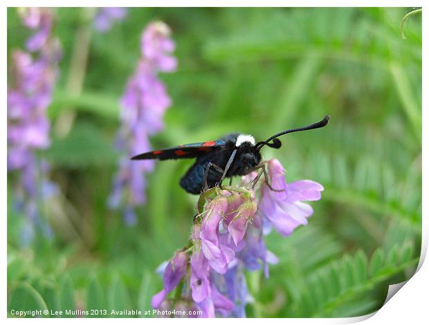 White Collared Burnet Moth Print by Lee Mullins