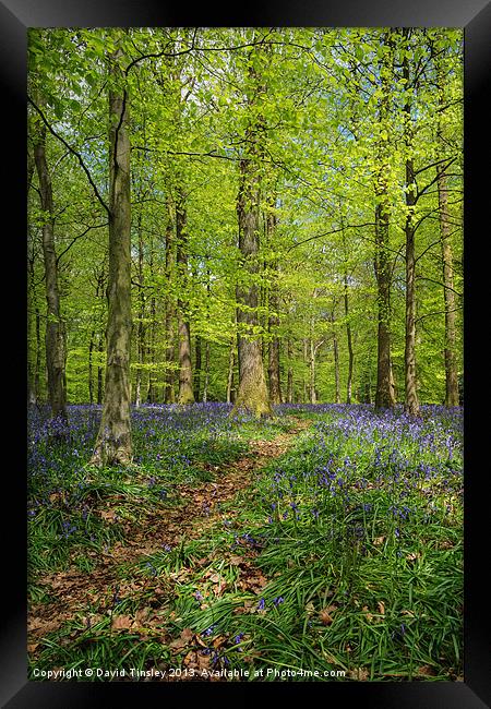 Bluebell Path Framed Print by David Tinsley