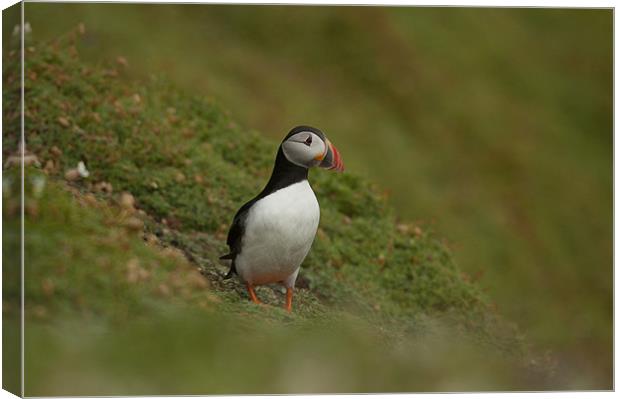 Puffin Canvas Print by lee wilce