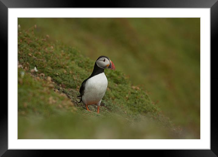 Puffin Framed Mounted Print by lee wilce