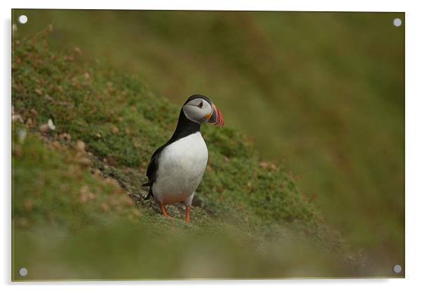 Puffin Acrylic by lee wilce