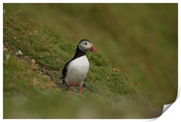 Puffin Print by lee wilce