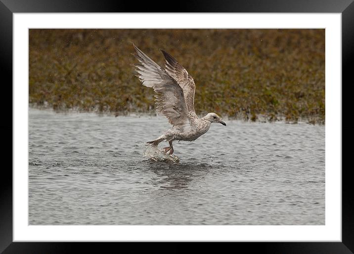 Immature Gull Framed Mounted Print by lee wilce