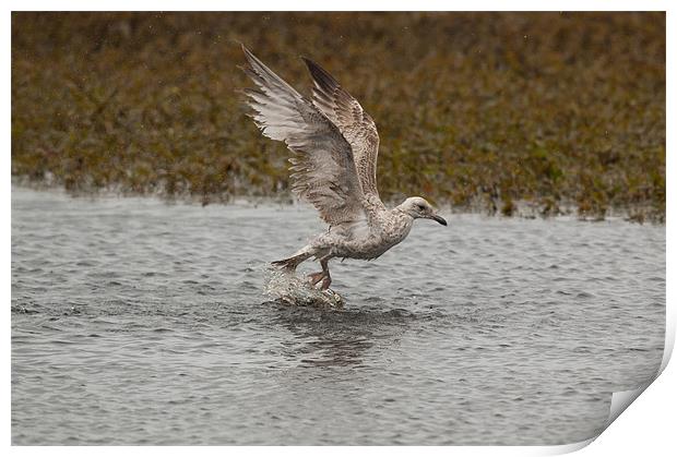 Immature Gull Print by lee wilce