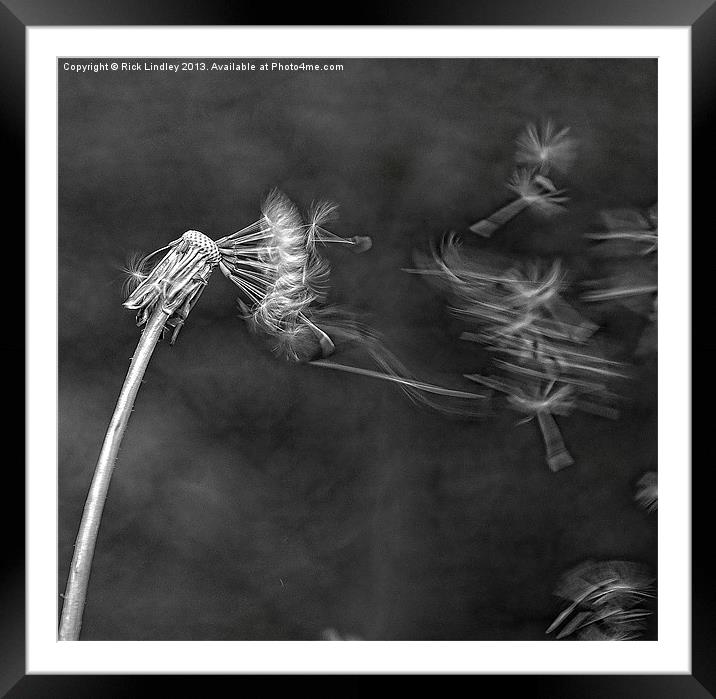 Dandelion blowing in the wind Framed Mounted Print by Rick Lindley