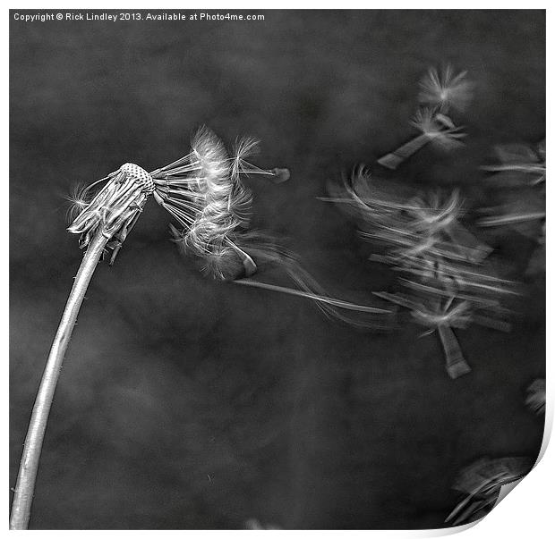 Dandelion blowing in the wind Print by Rick Lindley