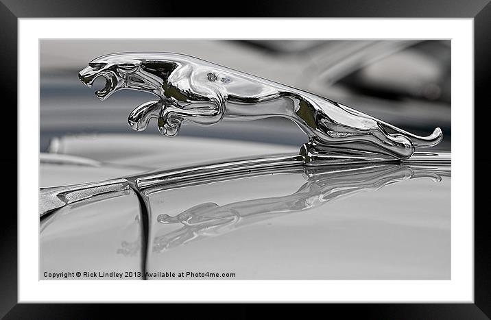 Jaguar Framed Mounted Print by Rick Lindley