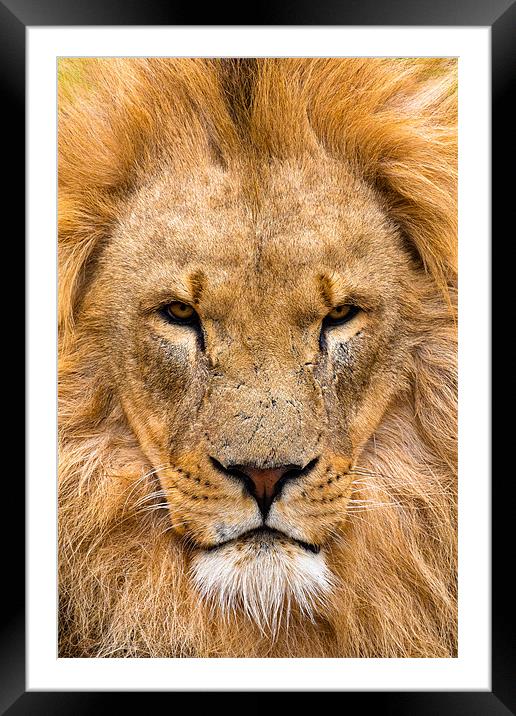 Sovereign of Savannah Framed Mounted Print by David Tyrer