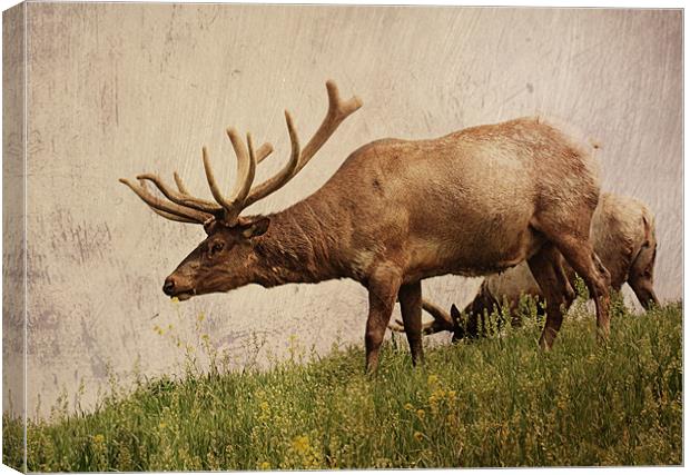 Elk on a Hill Canvas Print by Rachel Webb