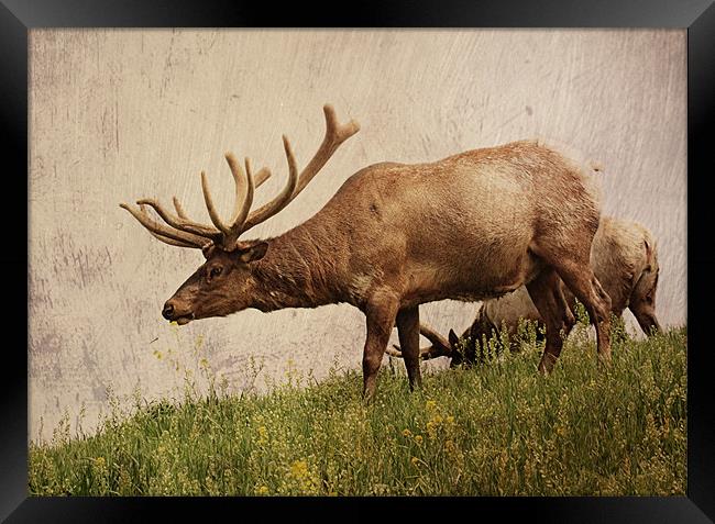 Elk on a Hill Framed Print by Rachel Webb