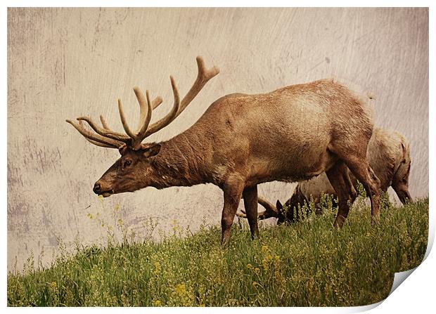 Elk on a Hill Print by Rachel Webb
