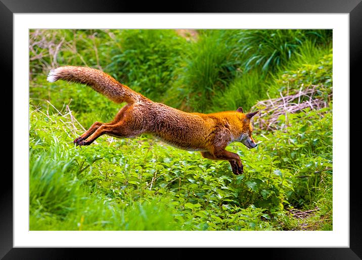 Agile Red Fox Leap Framed Mounted Print by David Tyrer