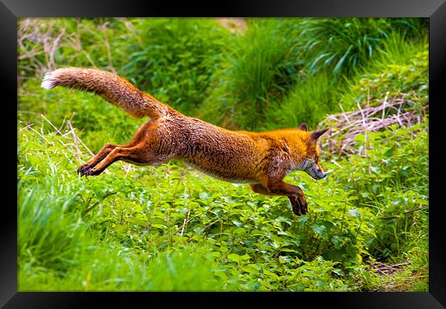 Agile Red Fox Leap Framed Print by David Tyrer