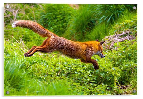 Agile Red Fox Leap Acrylic by David Tyrer