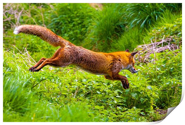 Agile Red Fox Leap Print by David Tyrer