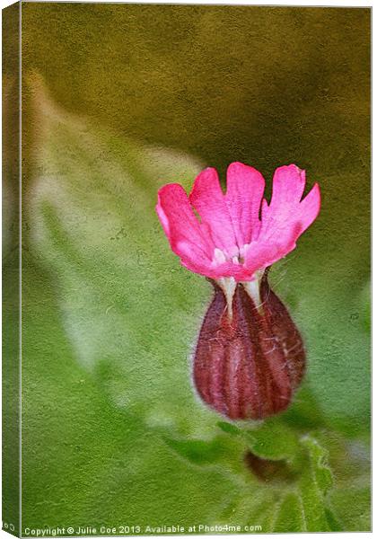 Red Campion Canvas Print by Julie Coe