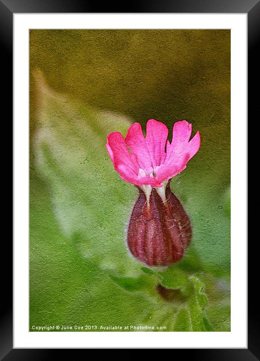 Red Campion Framed Mounted Print by Julie Coe