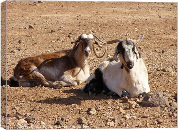 Two goats Canvas Print by Lee Mullins