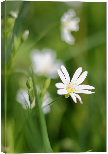 Wild Flower Canvas Print by Phil Clements