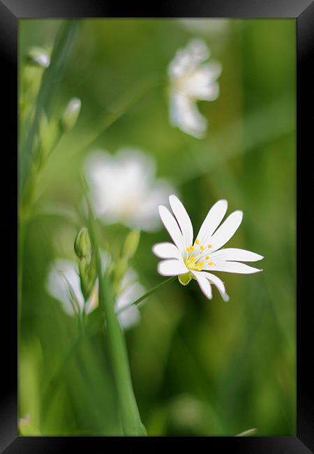 Wild Flower Framed Print by Phil Clements
