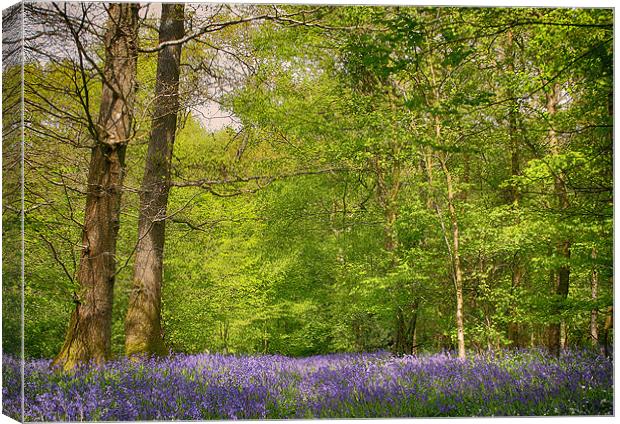 Bluebell Wood Canvas Print by Phil Clements
