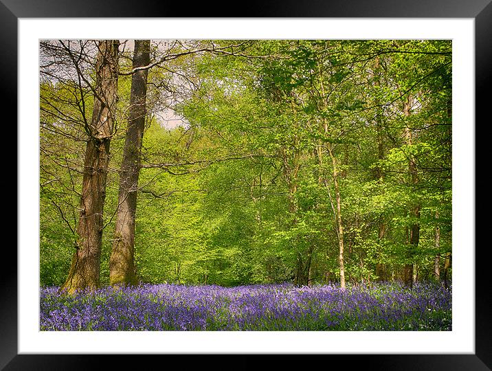 Bluebell Wood Framed Mounted Print by Phil Clements