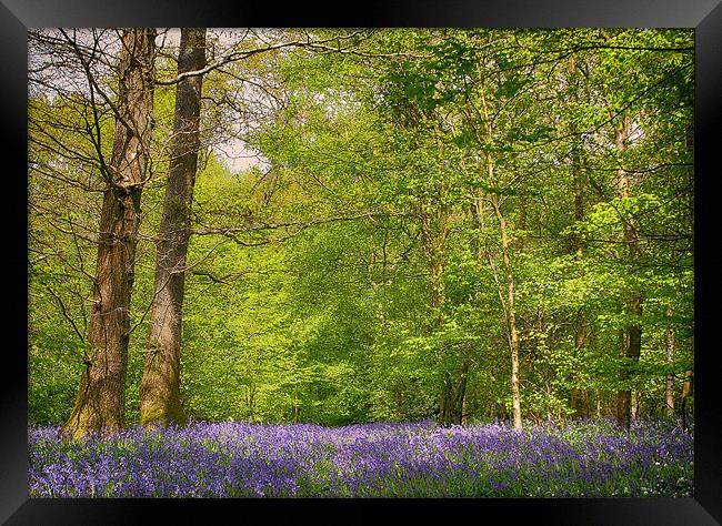 Bluebell Wood Framed Print by Phil Clements