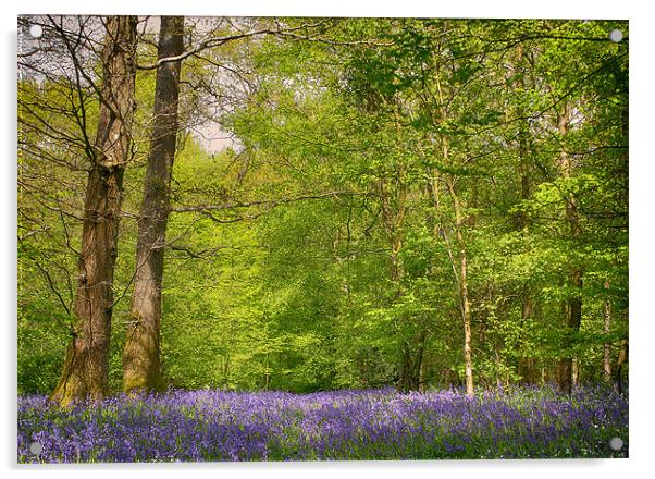 Bluebell Wood Acrylic by Phil Clements
