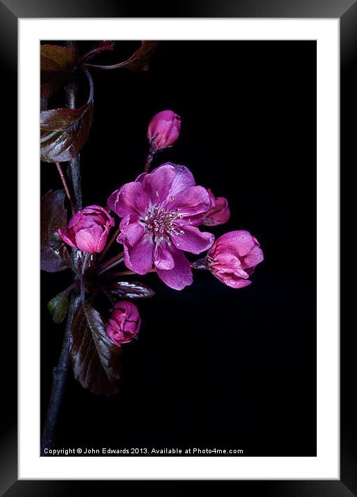 Cherry Blossom Framed Mounted Print by John Edwards
