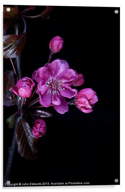 Cherry Blossom Acrylic by John Edwards