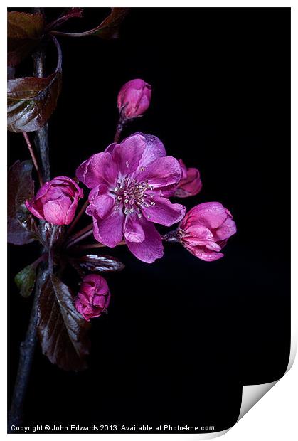 Cherry Blossom Print by John Edwards