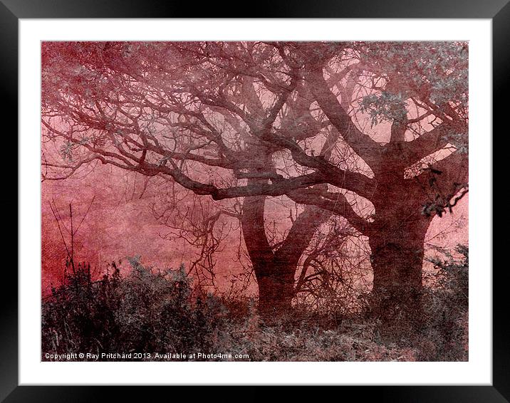 Textured Trees Framed Mounted Print by Ray Pritchard