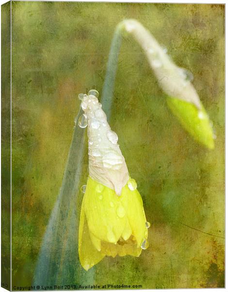 Daffodil with Texture Canvas Print by Lynn Bolt