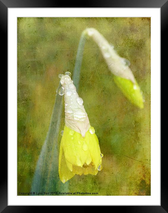 Daffodil with Texture Framed Mounted Print by Lynn Bolt