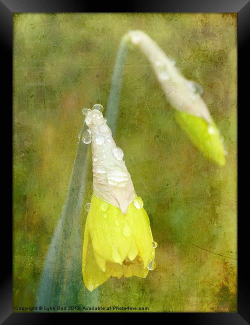 Daffodil with Texture Framed Print by Lynn Bolt