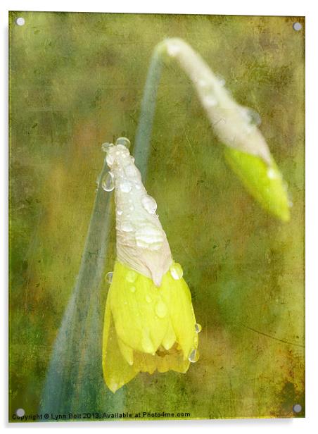 Daffodil with Texture Acrylic by Lynn Bolt