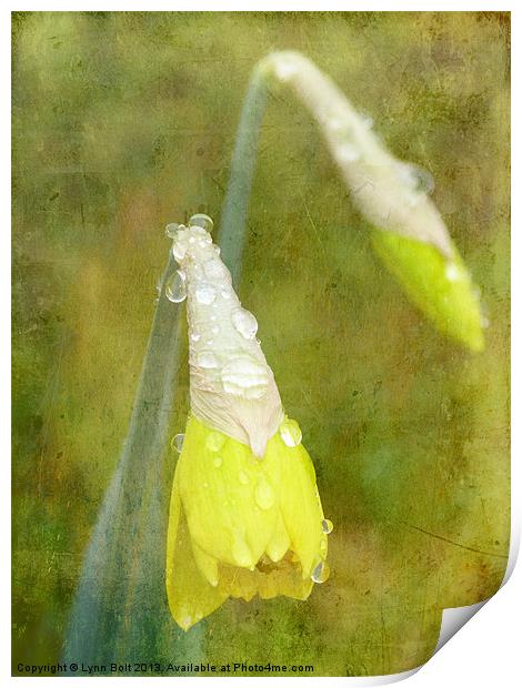Daffodil with Texture Print by Lynn Bolt