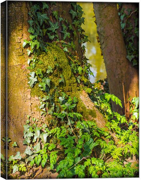 Ivy on a Tree Canvas Print by Mark Llewellyn