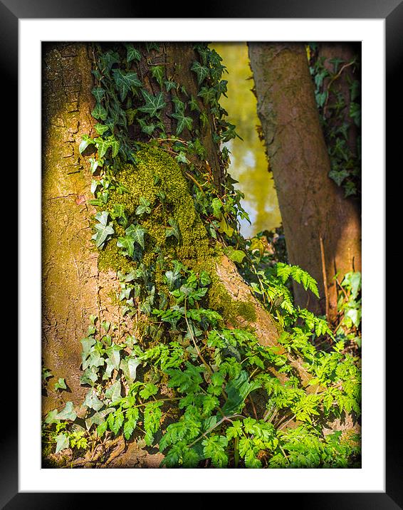 Ivy on a Tree Framed Mounted Print by Mark Llewellyn