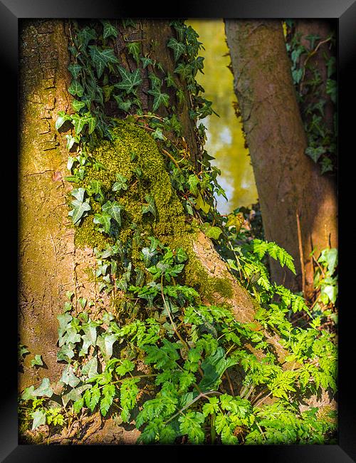 Ivy on a Tree Framed Print by Mark Llewellyn