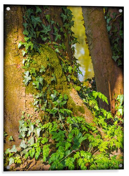 Ivy on a Tree Acrylic by Mark Llewellyn