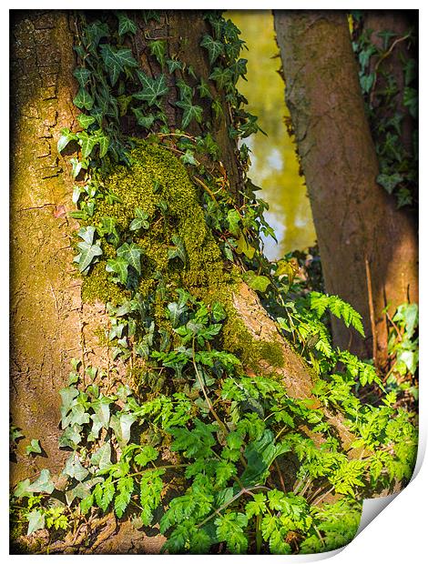 Ivy on a Tree Print by Mark Llewellyn
