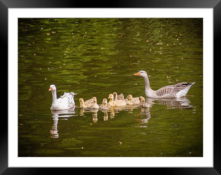 Greylag Goose Family Framed Mounted Print by Mark Llewellyn