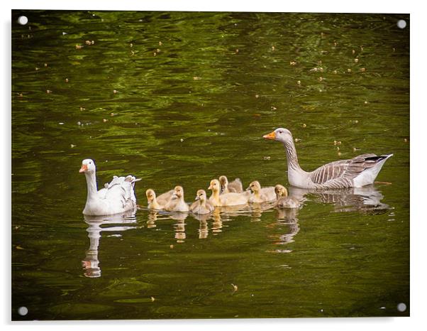 Greylag Goose Family Acrylic by Mark Llewellyn
