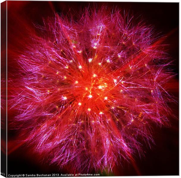 Red Dandelion Fluff Canvas Print by Sandra Buchanan