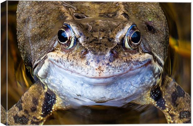 Smiling Frog's Charming Close-Up Canvas Print by David Tyrer