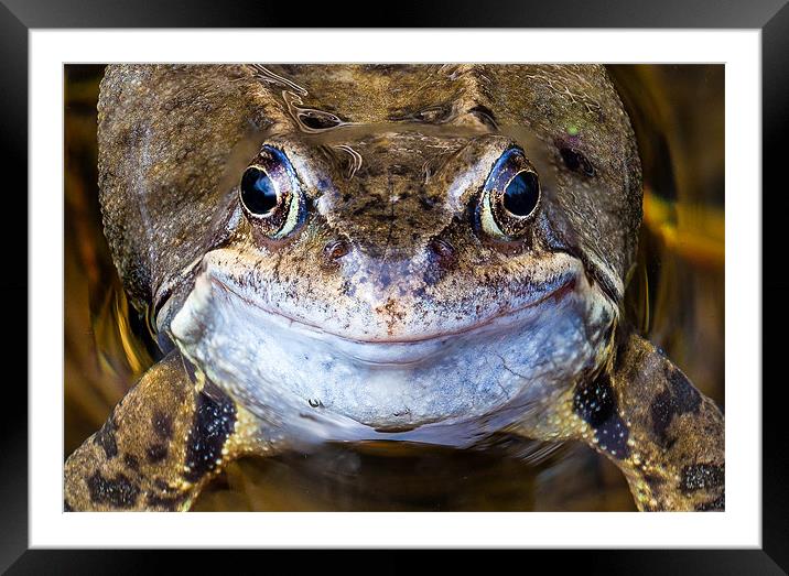Smiling Frog's Charming Close-Up Framed Mounted Print by David Tyrer