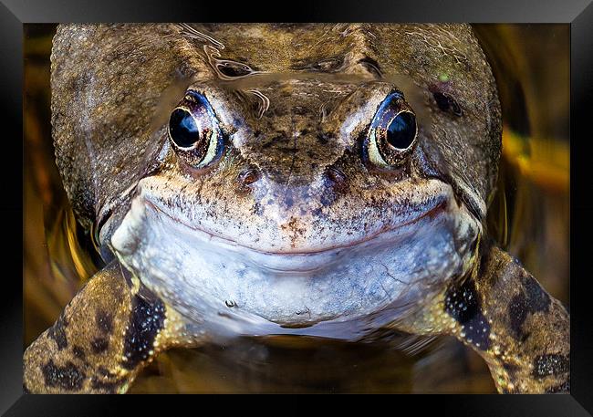 Smiling Frog's Charming Close-Up Framed Print by David Tyrer